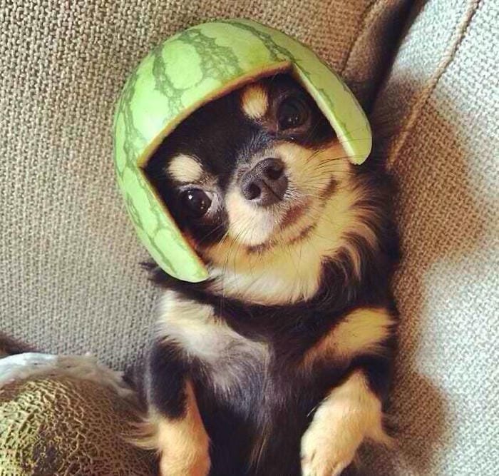 hình nền chó đội vỏ dưa vô tri