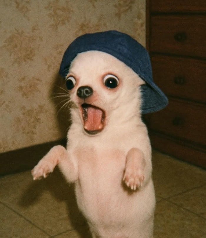 hình nền chó hoảng sợ