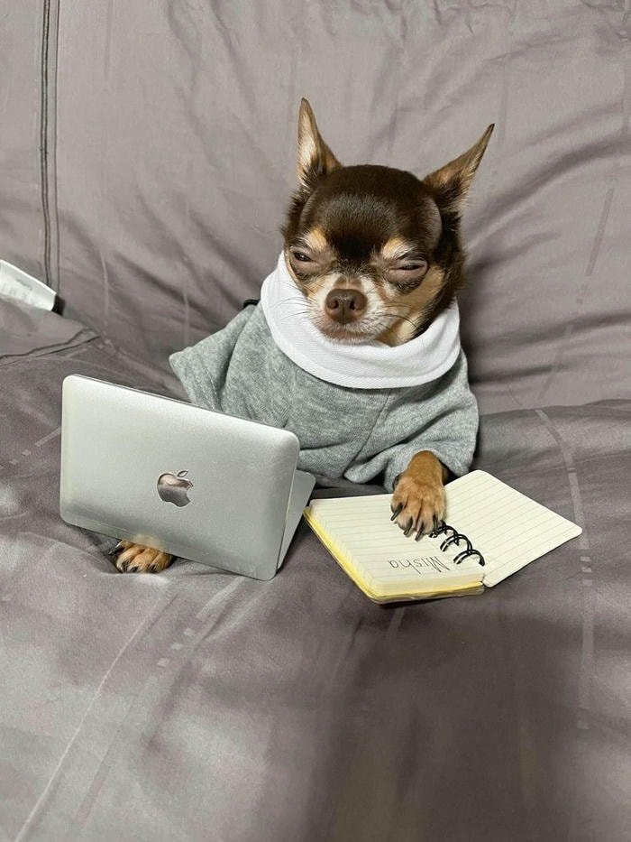 hình nền chó làm việc