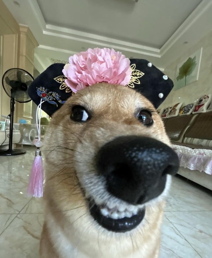 hình nền chó nhe răng