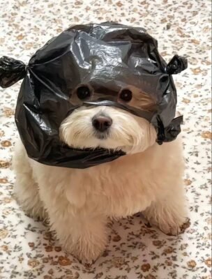 hình nền điện thoại vô tri hình chú chó