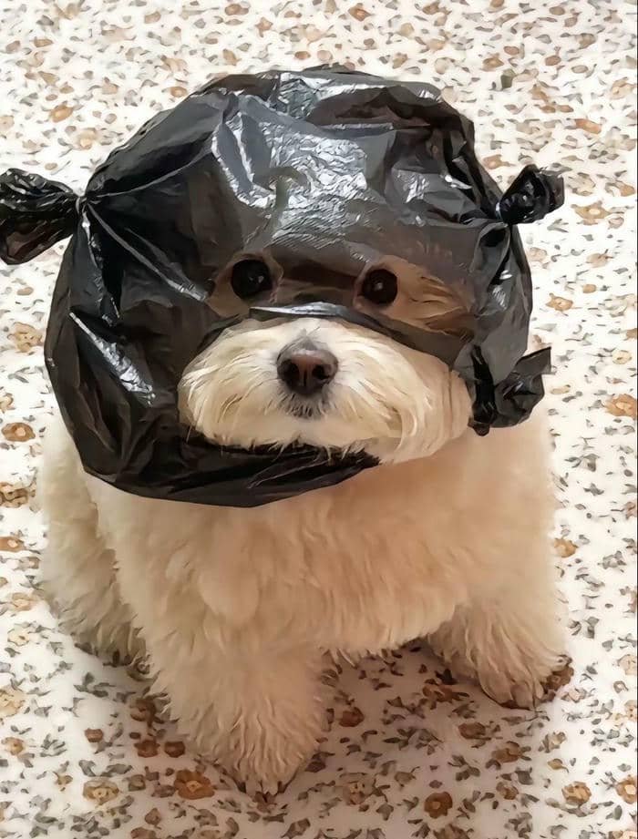 hình nền điện thoại vô tri hình chú chó