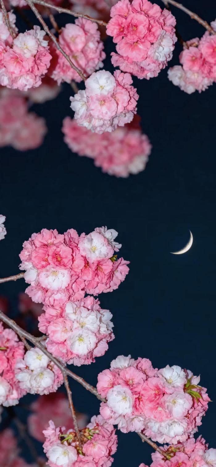 hình nền hoa anh đào