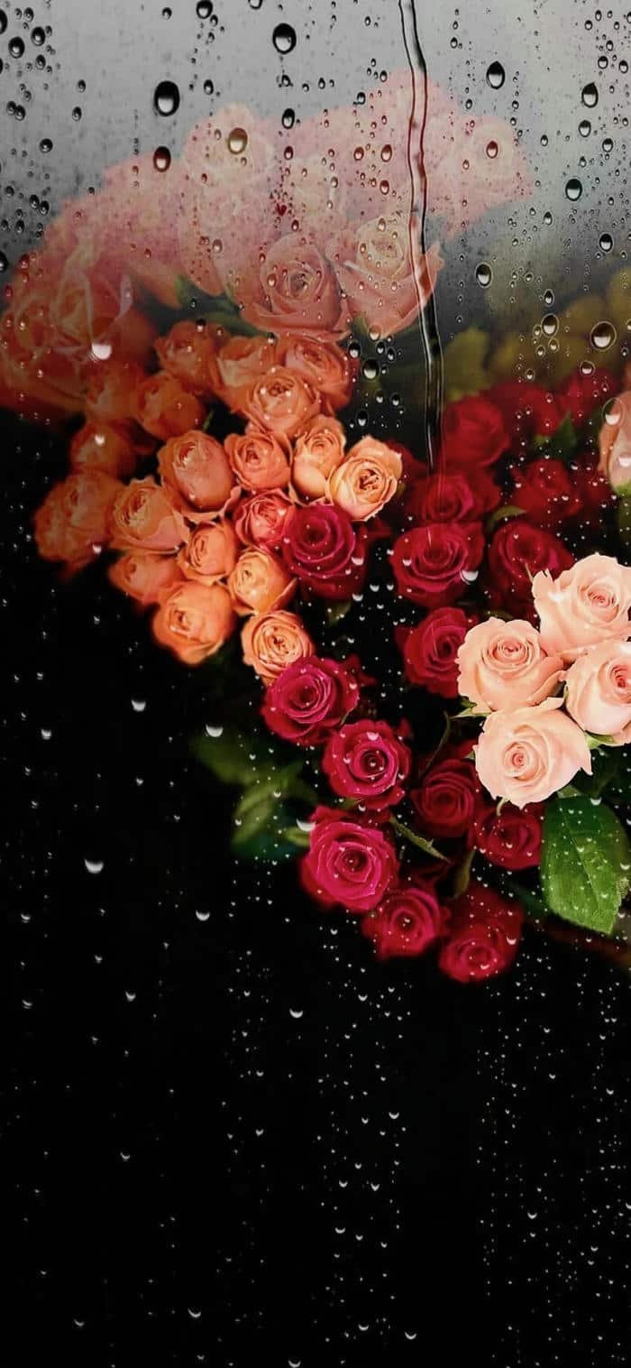 hình nền hoa hồng buổi tối