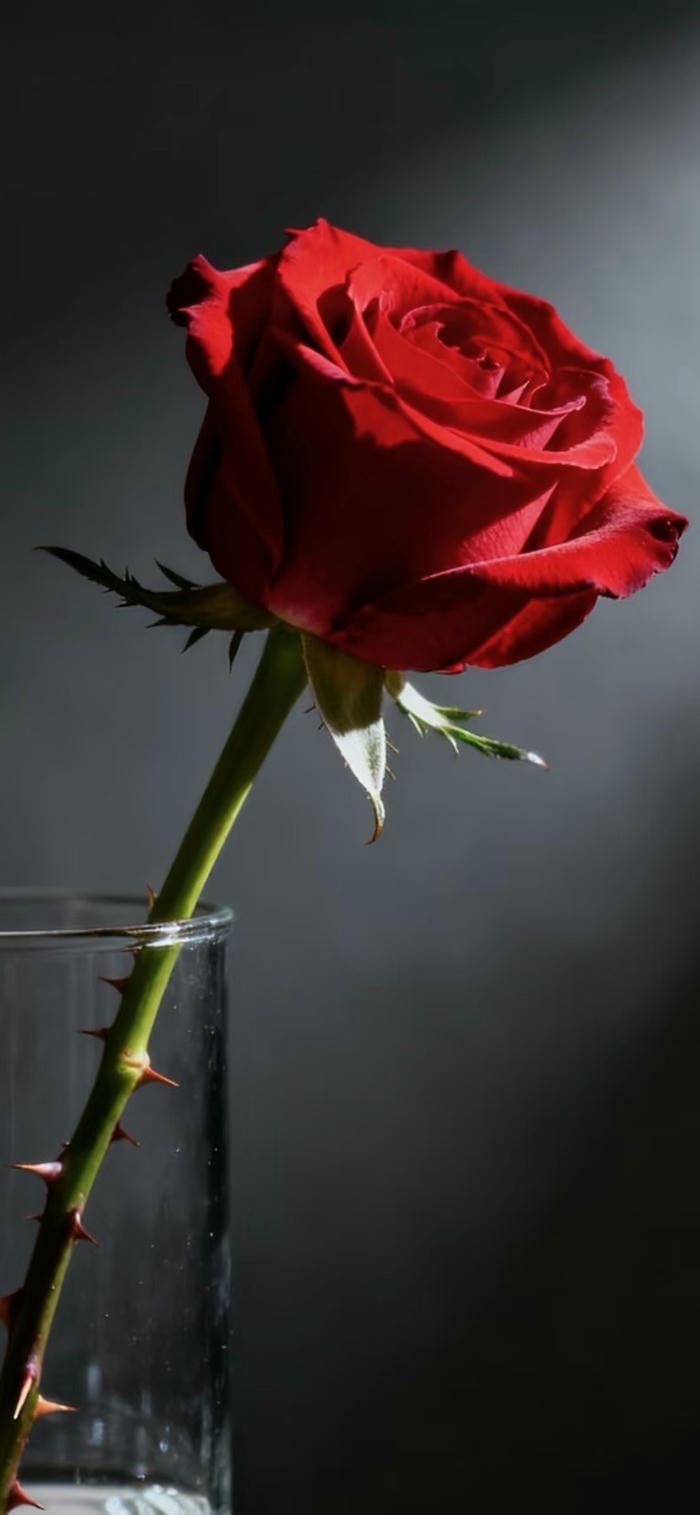 hình nền hoa hồng sang trọng