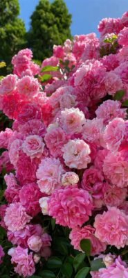 hình nền hoa mẫu đơn 4k