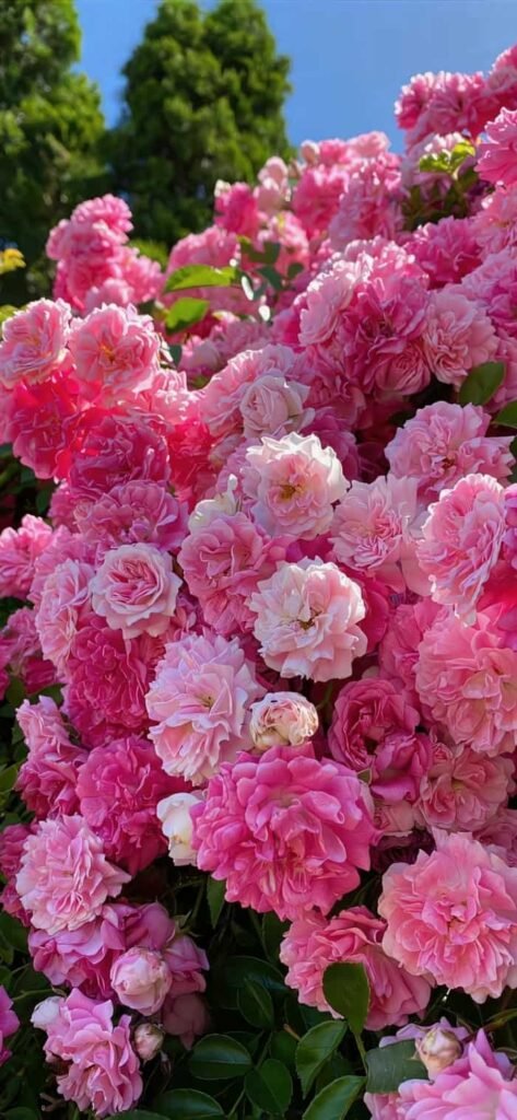 hình nền hoa mẫu đơn 4k