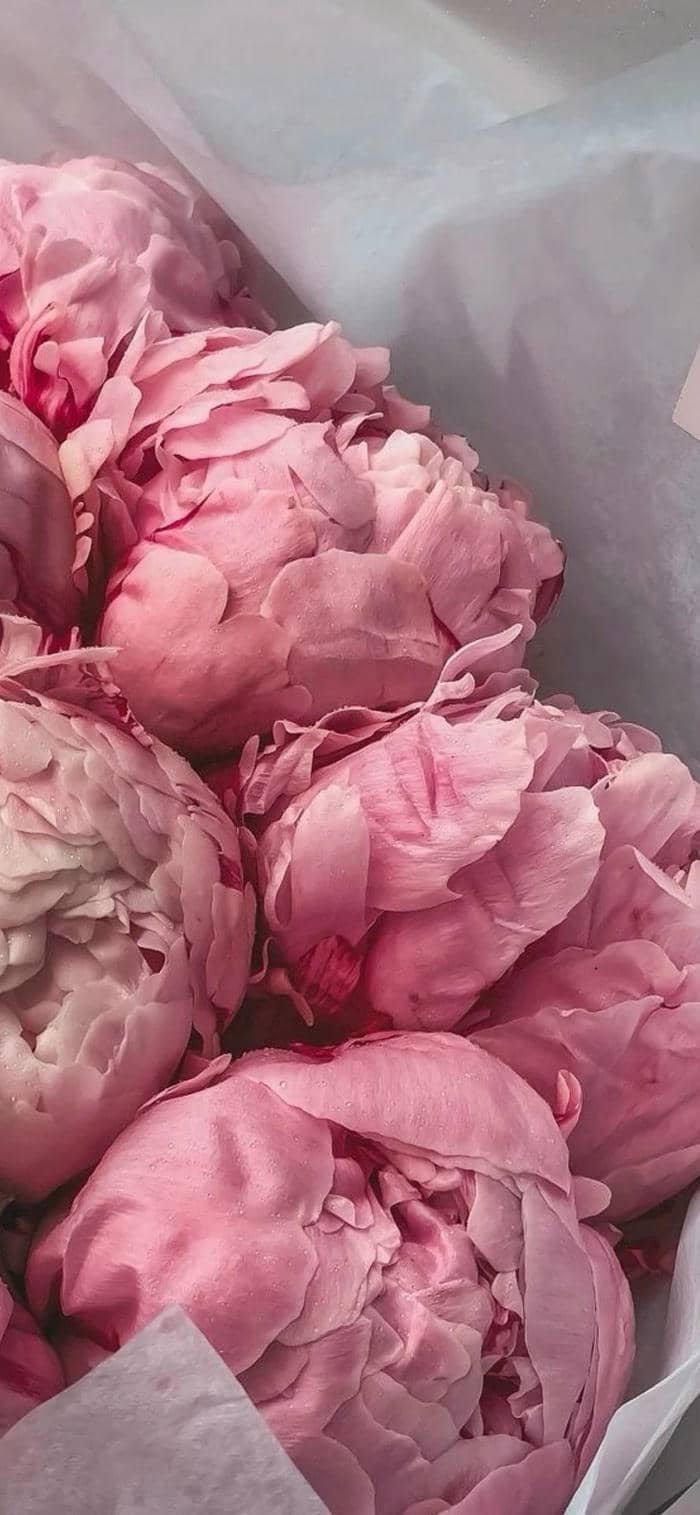 hình nền hoa mẫu đơn cận cảnh