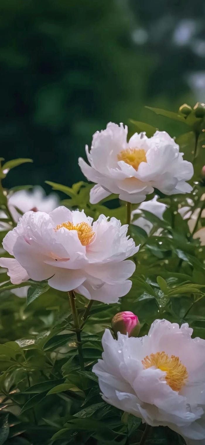 hình nền hoa mẫu đơn tinh khôi thuần khiết