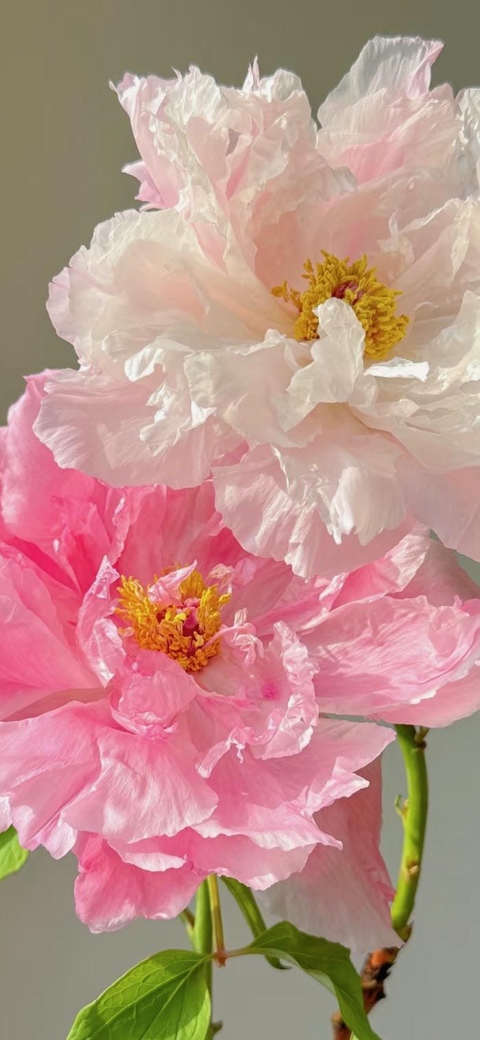 hình nền hoa mẫu đơn tươi sáng