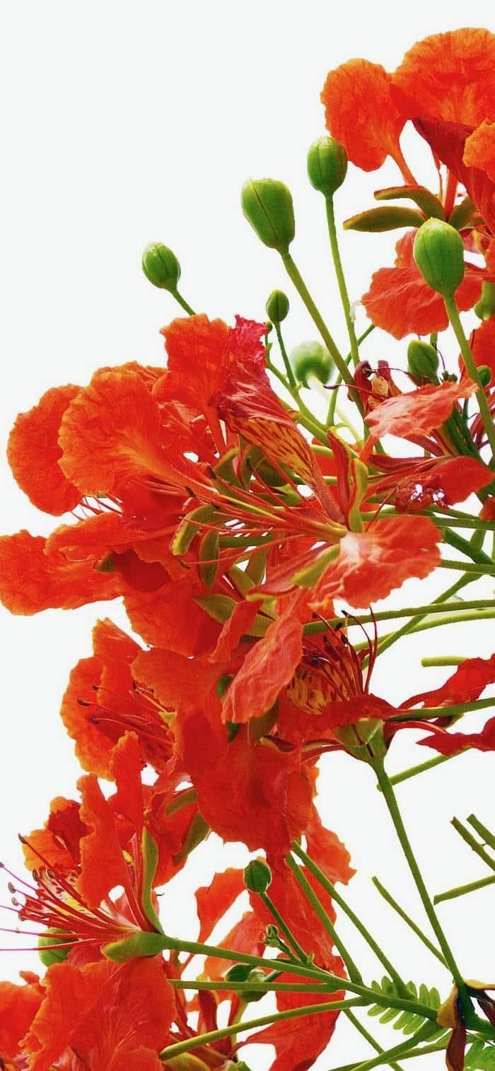 hình nền hoa phượng đẹp