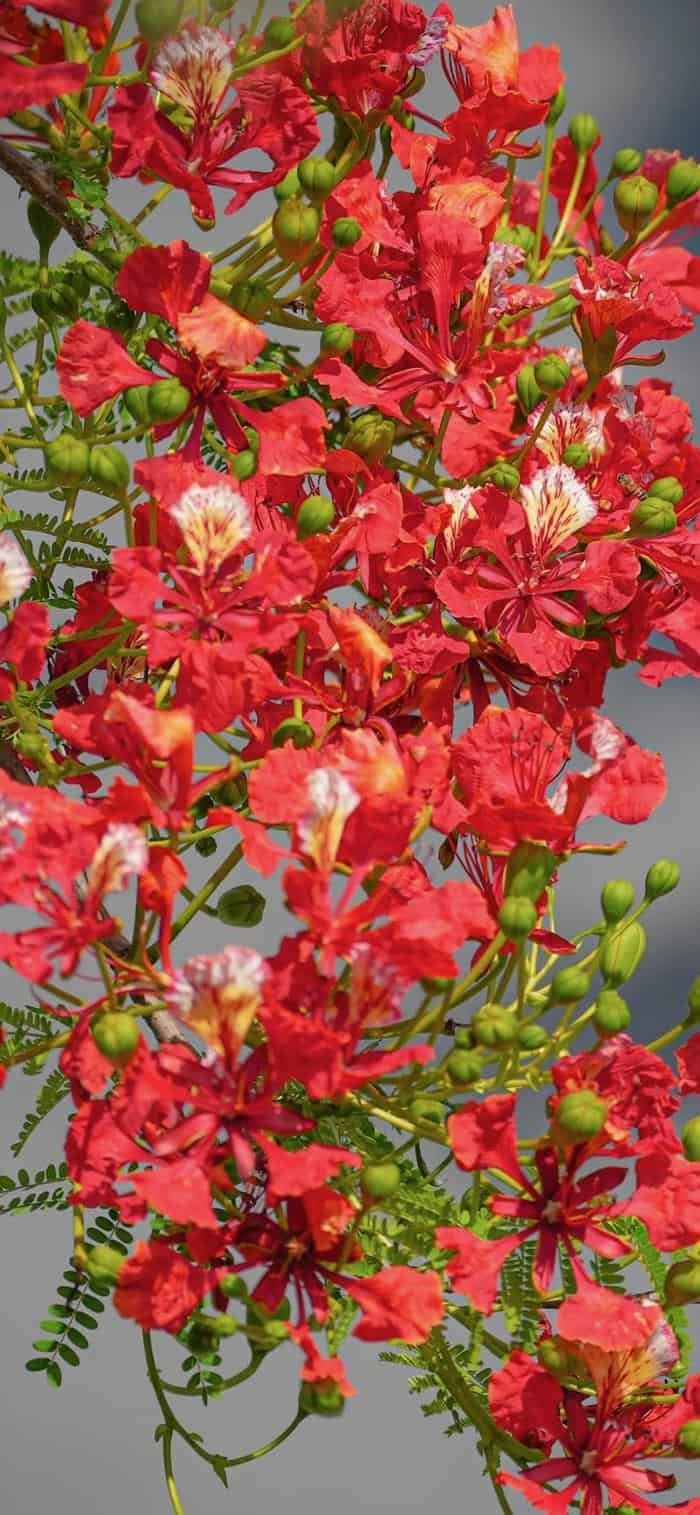 hình nền hoa phượng đỏ thắm