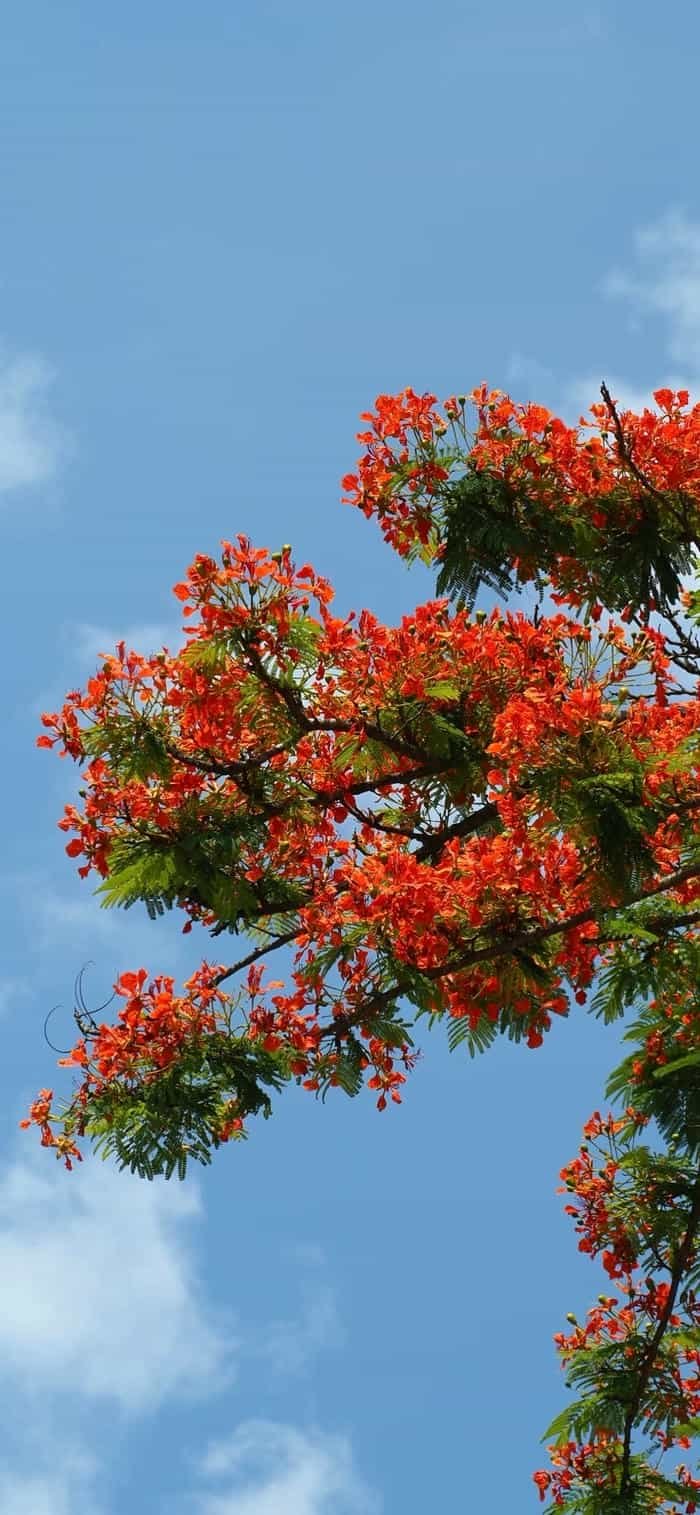 hình nền hoa phượng phong cảnh