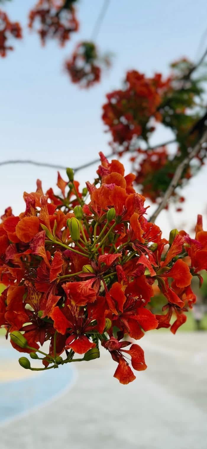 hình nền hoa phượng rực đỏ