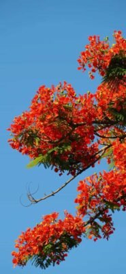 hình nền hoa phượng rực rỡ