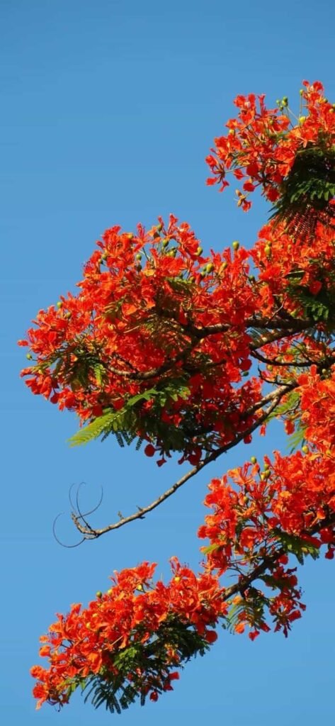 hình nền hoa phượng rực rỡ