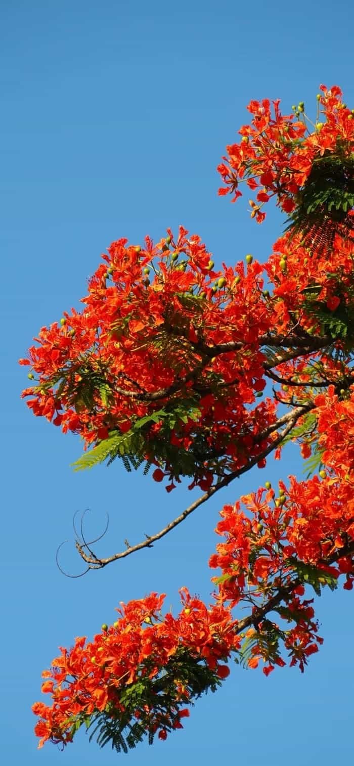 hình nền hoa phượng rực rỡ