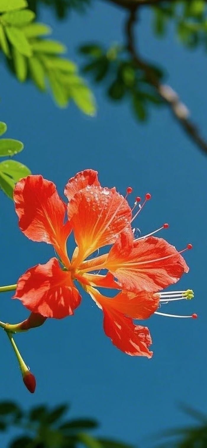 hình nền hoa phượng và bầu trời xanh đẹp
