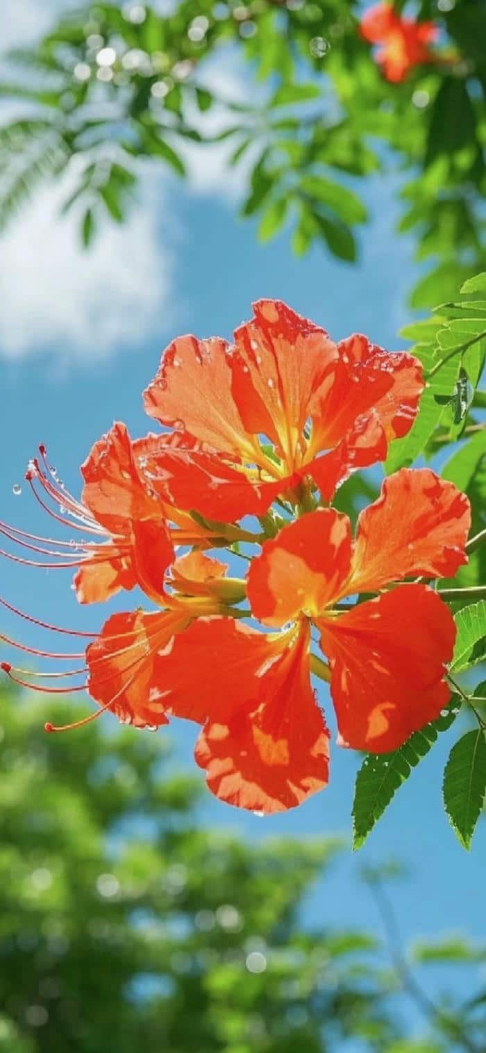 hình nền hoa phượng và bầu trời xanh