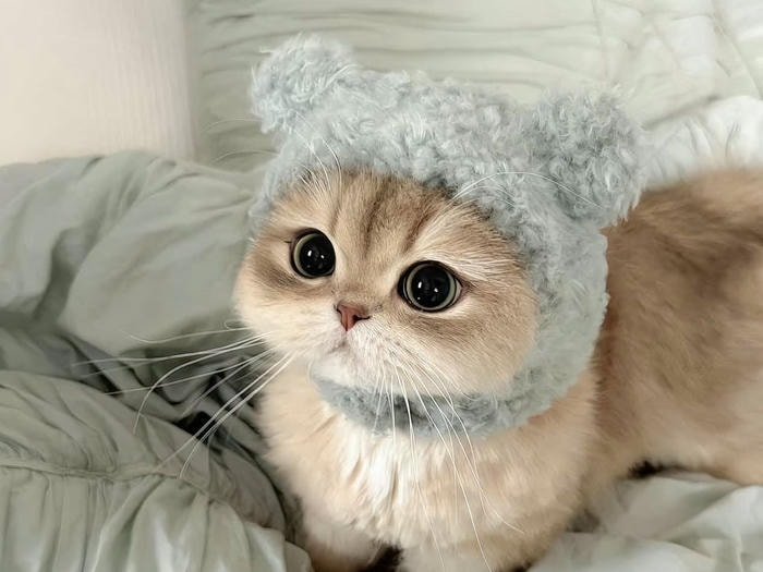 hình nền mèo cho ipad