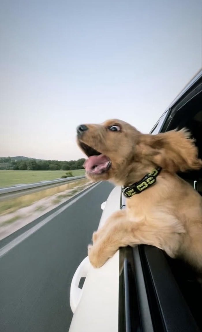 hình nền vô tri hình chó con