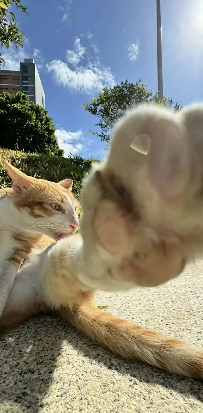 hình nền vô tri