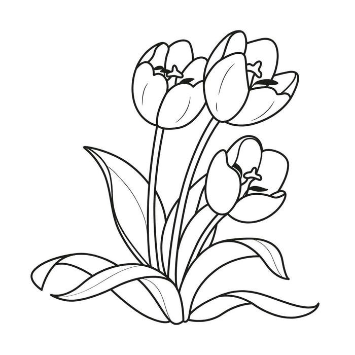 hình tô màu hoa tulip