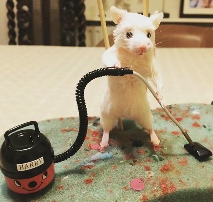 meme hamster biểu cảm