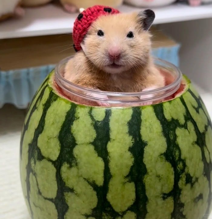 meme hamster buồn cười