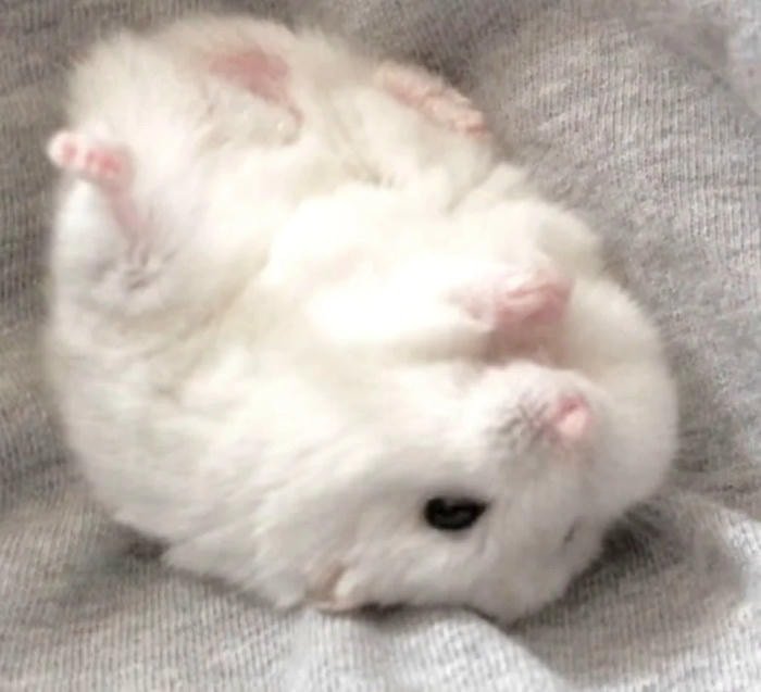 meme hamster đáng yêu