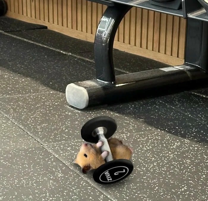 meme hamster dễ thương