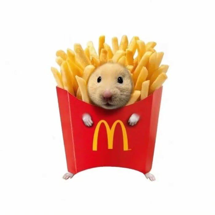 meme hamster đời thường