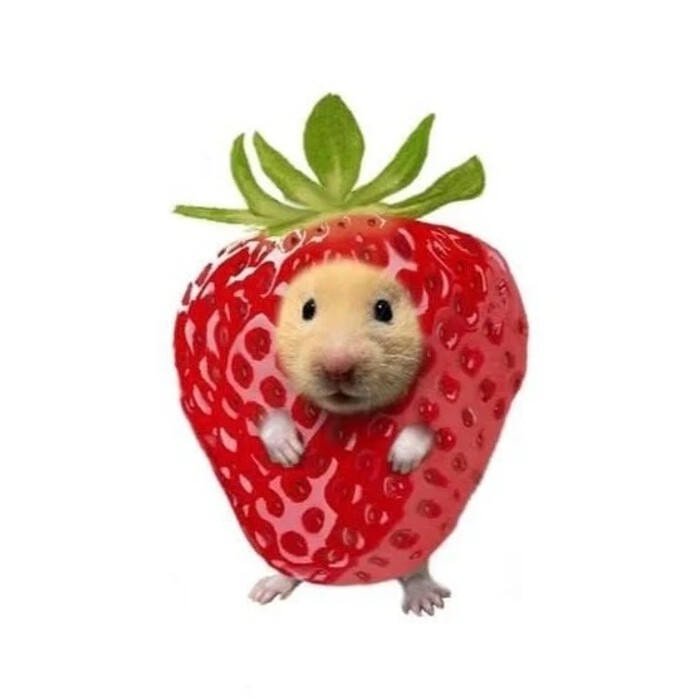 meme hamster phổ biến