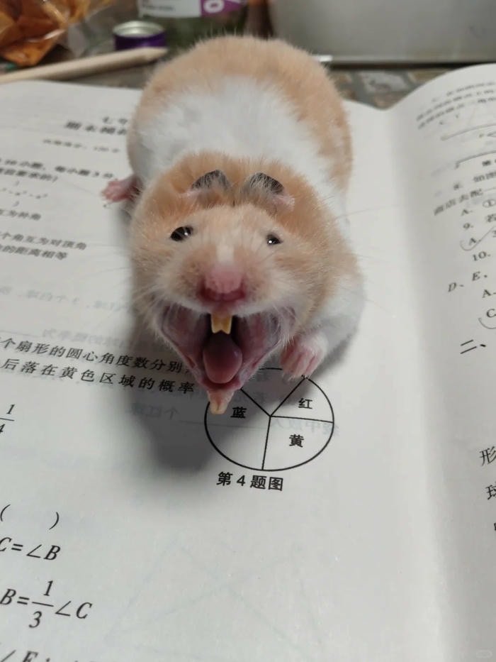 meme hamster