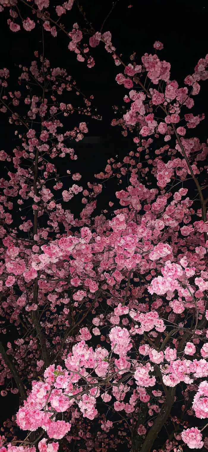 những ảnh nền hoa anh đào buổi tối