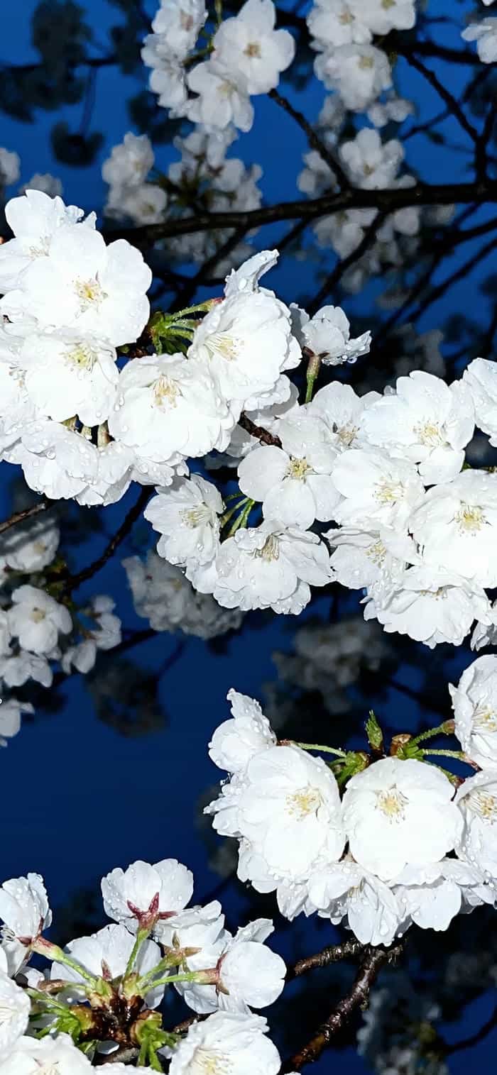 những ảnh nền hoa anh đào nền trắng