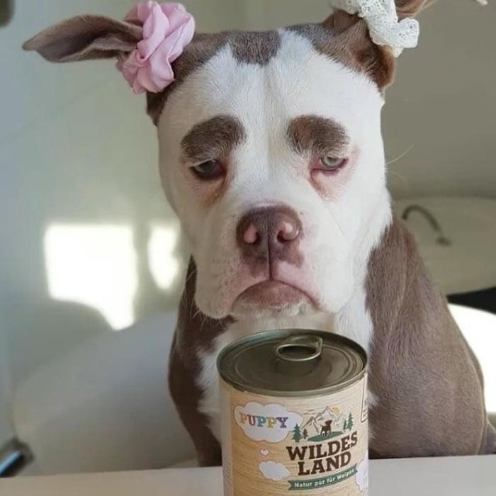 những hình nền chú chó hài hước