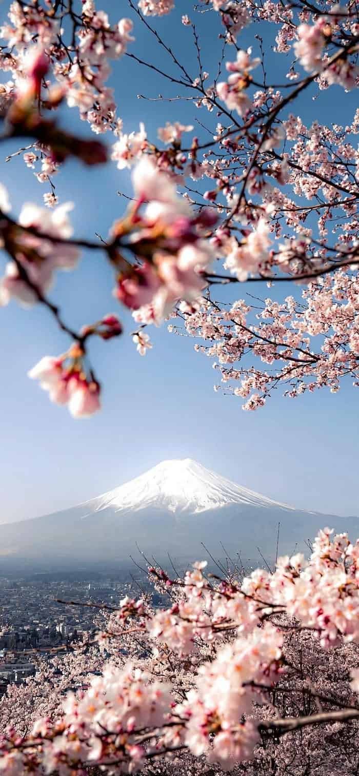 những hình nền hoa anh đào tươi sáng