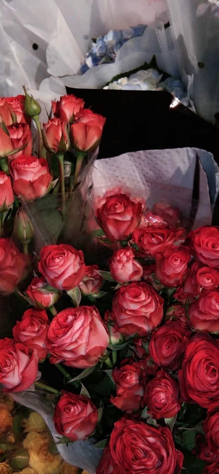 những hình nền hoa hồng 4k