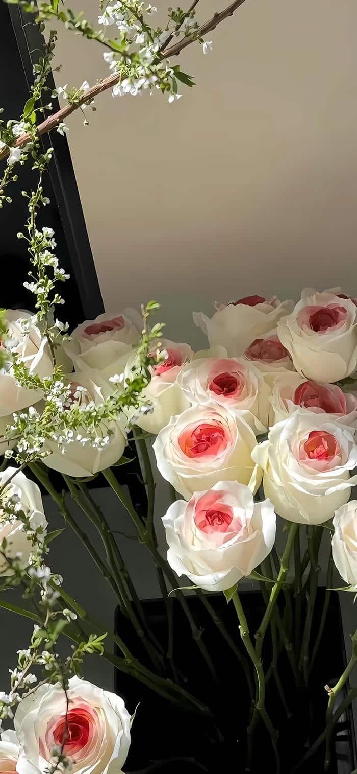 những hình nền hoa hồng trắng