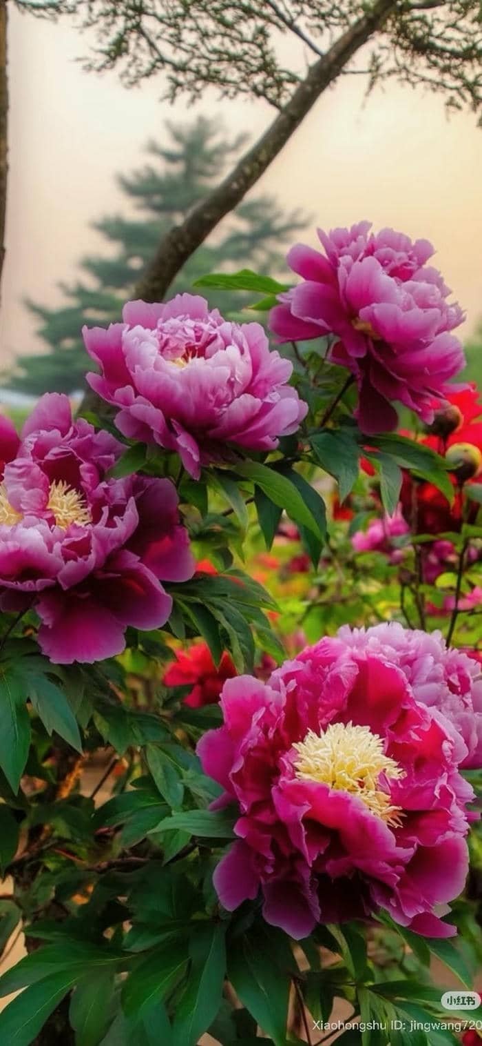 những hình nền hoa mẫu đơn thiên nhiên