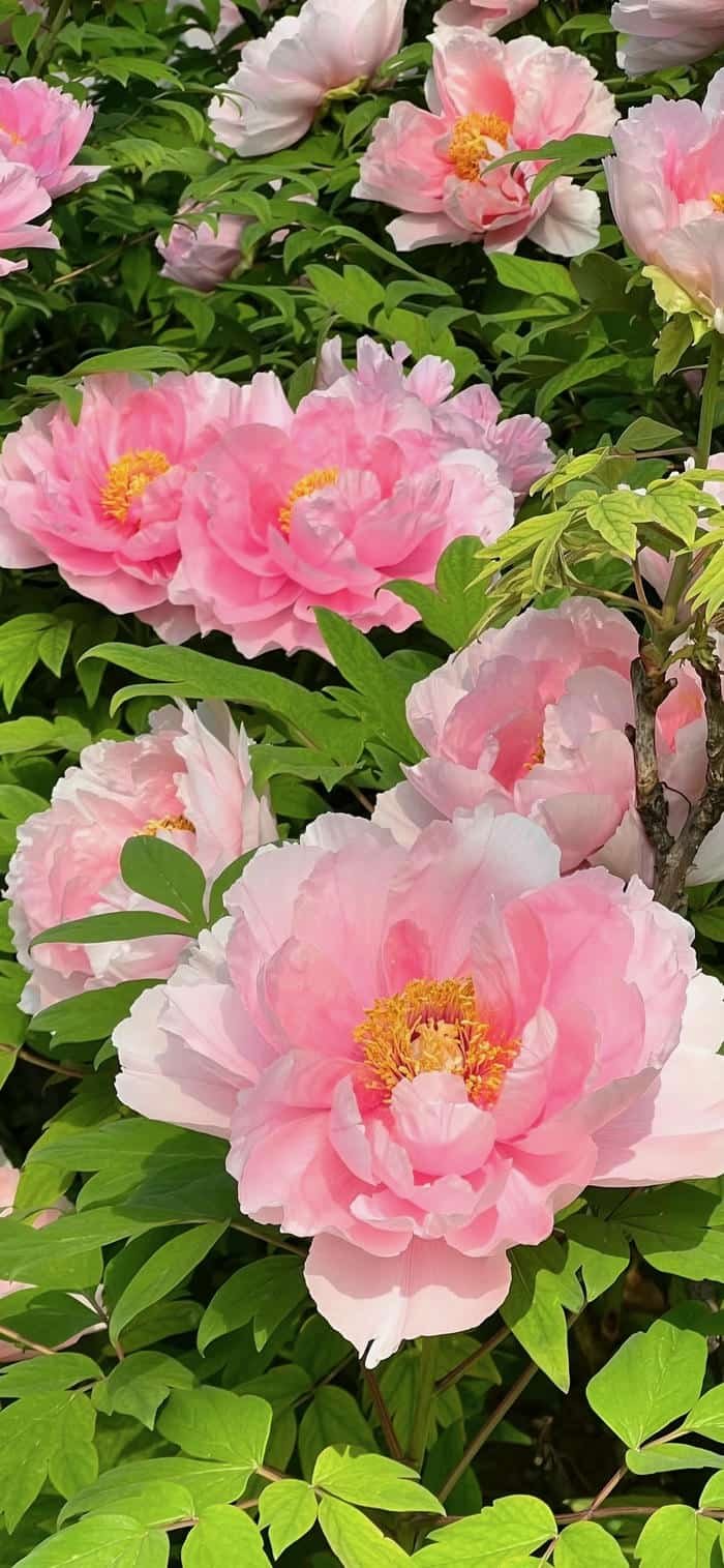 những hình nền hoa mẫu đơn tinh tế