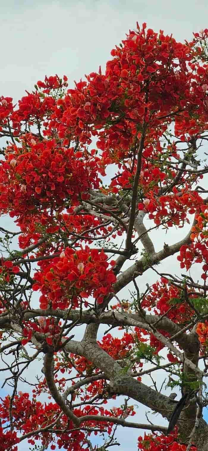 những hình nền hoa phượng gợi nhớ tuổi học trò