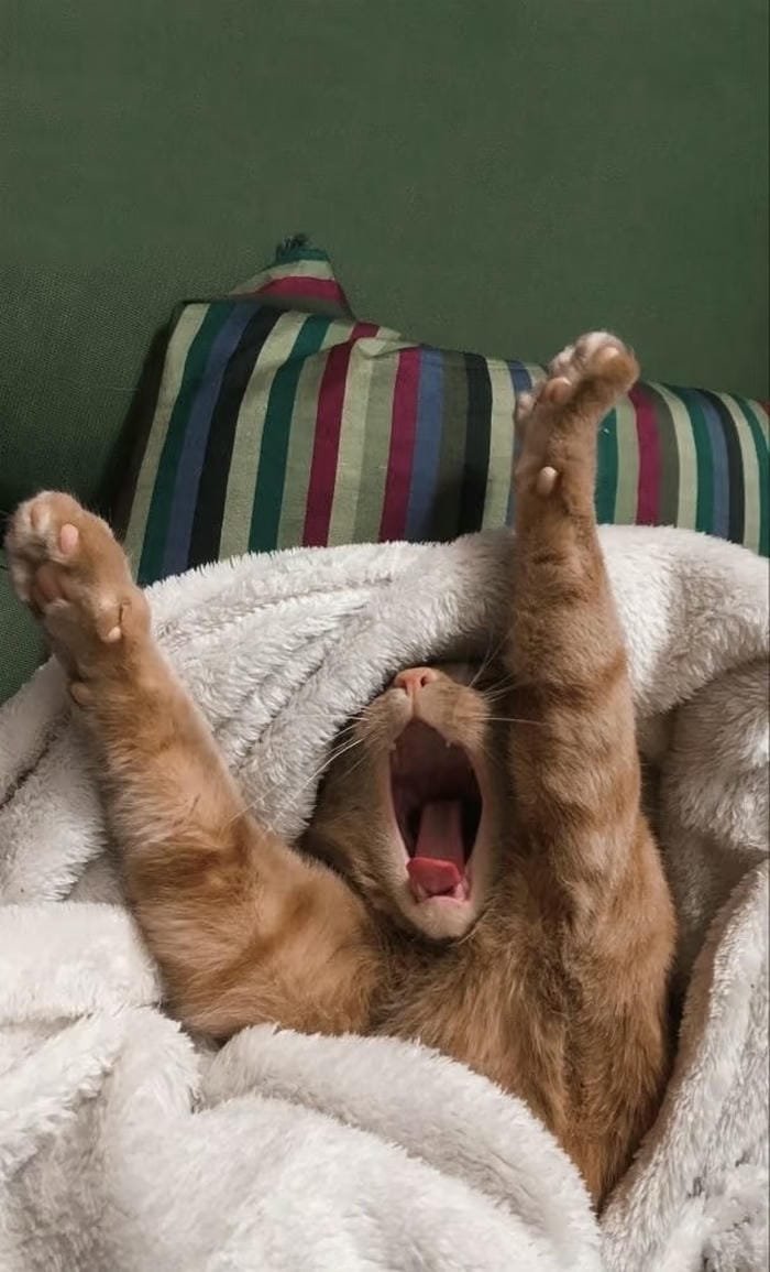 những hình nền mèo ngáp