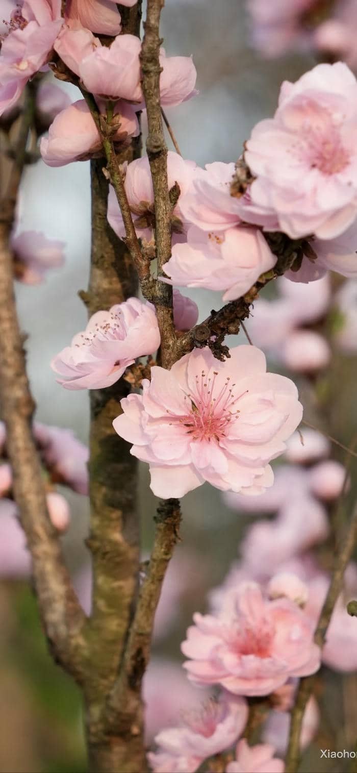 ảnh nền hoa đào buổi sáng