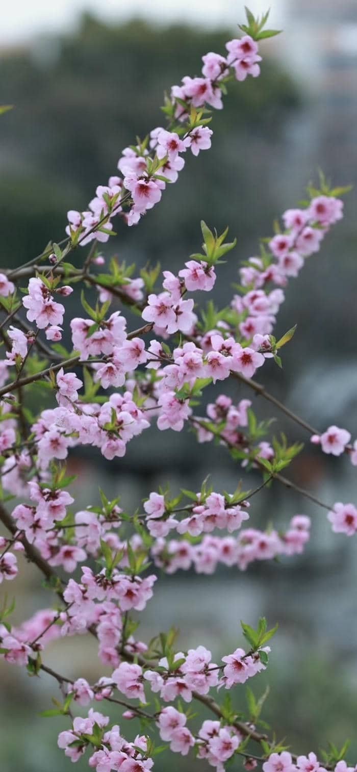 ảnh nền hoa đào dịu dàng