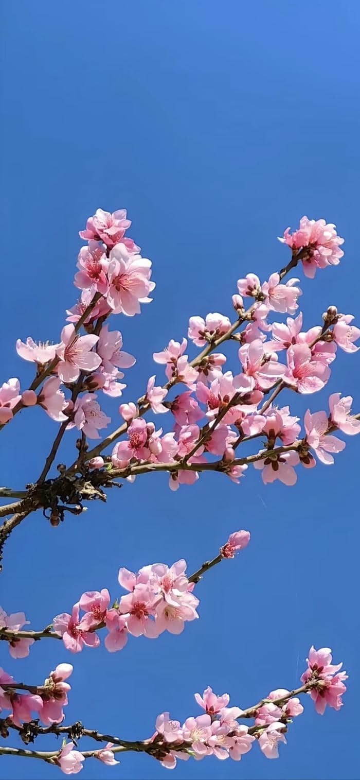 ảnh nền hoa đào nghệ thuật cao