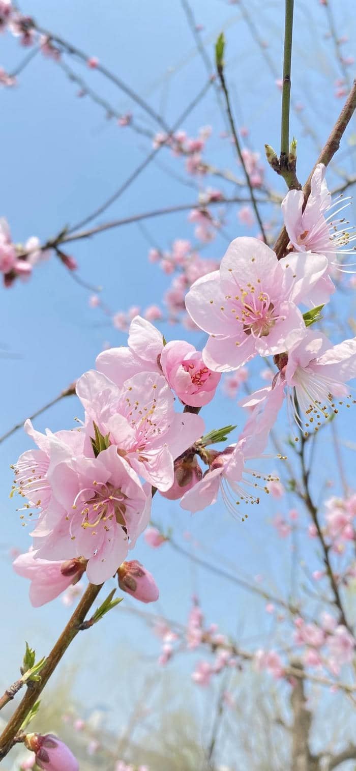 ảnh nền hoa đào tươi sáng