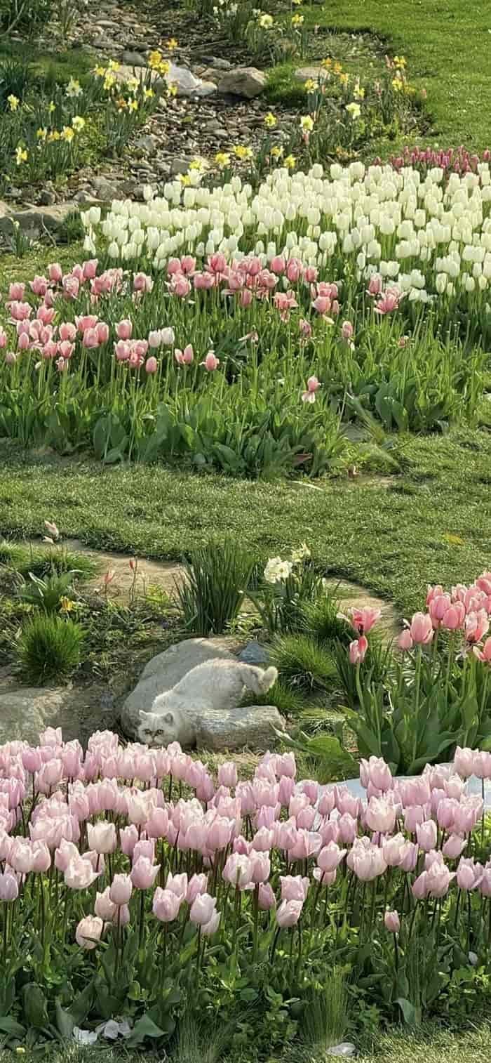 các ảnh nền vườn hoa