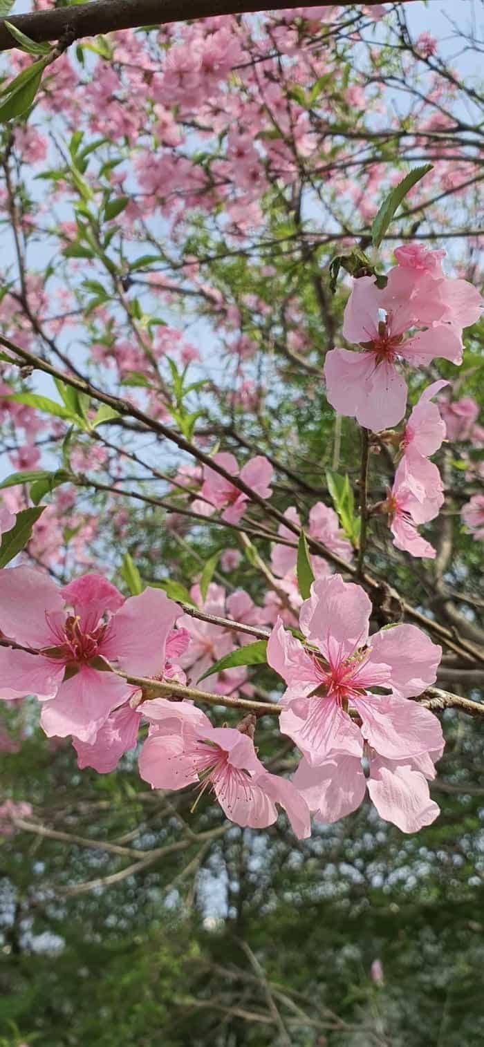 hình ảnh nền hoa đào đẹp